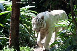 20090423 Singapore Zoo  84 of 97 